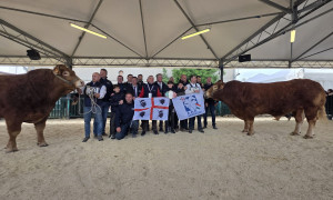 Sardegna: bovini e ovini brillano ad Agriumbria