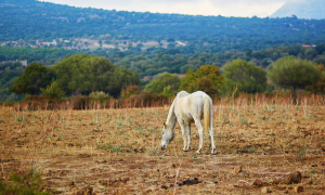 Coldiretti, Campagna amica Sardegna: boom di ospiti nelle strutture 'Terranostra' dell&rsquo;isola