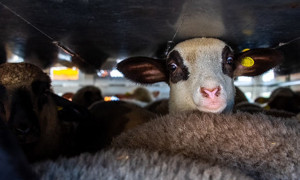 Pasqua di sangue: agnelli ammassati e feriti nei "viaggi della morte" verso i macelli italiani