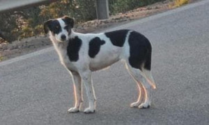 Sardegna, il Comune vieta di dare cibo e acqua a una cagnolina abbandonata: &egrave; polemica