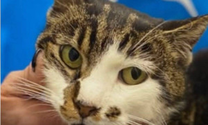 Rosi, gattina maltrattata a Roma, &egrave; fuori pericolo: presto dimessa e gi&agrave; adottata