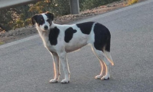 Lieto fine a Teulada: recuperato il cane della Statale 195, stop alle polemiche