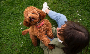 La nuova truffa online dei barboncini toy