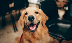 Cani in ufficio: a Corsico una scelta che ha trasformato il lavoro
