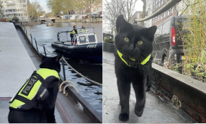 Nimis, il &ldquo;gatto in divisa&rdquo; che conquista Amsterdam