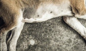 Allarme avvelenamenti a Sassari: strage di cani a Mandria di l&rsquo;Ainu