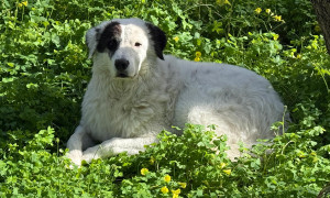 Quartu Sant&rsquo;Elena: microchip day, sterilizzazioni gratuite e adozioni