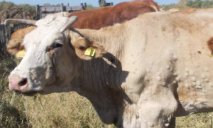 Dermatite bovina, dal Ministero nuovo stop di 15 giorni alla movimentazione dei capi