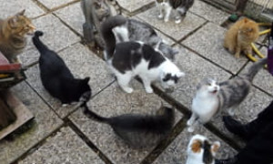 A Padova un rifugio per 60 gatti accanto al carcere: investimento da 280 mila euro per il Comune