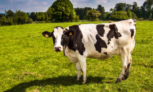 Coop Latte Arborea: fatturato 2025 a 267 milioni, crescita del 9% e nuovi investimenti