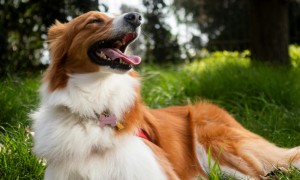 LOY-002, la pillola che pu&ograve; rallentare l&rsquo;invecchiamento dei cani: come funziona e quando arriva