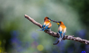 Primavera delle Oasi 2026: eventi WWF tra natura, benessere e biodiversit&agrave;