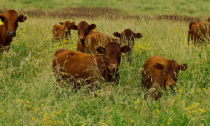 Dermatite bovina in Sardegna, emergenza nel Sarrabus: 178 capi abbattuti e piano di contenimento