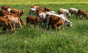 Feraxi, la mandria simbolo verso l&rsquo;abbattimento: 200 capi persi, una famiglia in ginocchio