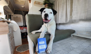 Viaggiare in Europa con gli animali: scattano le nuove regole UE