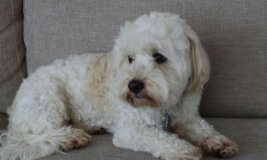 Hotel di lusso per cani: suite da 1.500 euro tra comfort estremo e servizi esclusivi