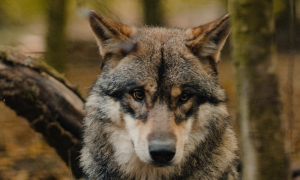 Parco Nazionale d&rsquo;Abruzzo: strage di lupi e animali selvatici, cresce il bilancio dei morti tra sosp
