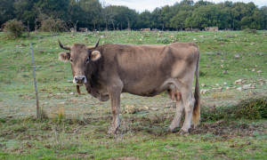 Dermatite bovina, conclusi gli abbattimenti finalizzati all&rsquo;eradicazione dei focolai