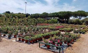 Primavera in Sardegna: torna "Rose in festa", l'appuntamento tra profumi e colori