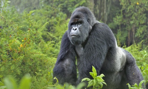 Gorilla con il conto in banca: in Ruanda parte la rivoluzione dell'economia interspecie