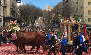 Allarme Dermatite Nodulare nel Sud Sardegna: niente buoi per le traccas e il cocchio a Sant'Efisio