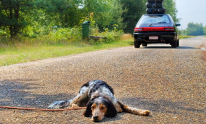 Un click per un amico a quattro zampe: a Sinnai le adozioni diventano digitali