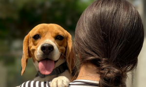 Beagle salvati dalla sperimentazione: accordo storico negli Stati Uniti