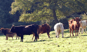Dermatite nodulare bovina, in Sardegna 300 mila dosi di vaccino: campagna al via dal 6 maggio