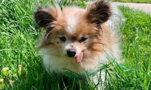 Il "nonno" del mondo a quattro zampe: Lazare, lo Spaniel francese che sfida il tempo