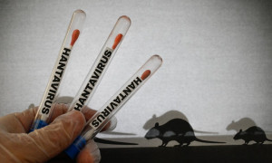 Un post del 2022 ha previsto il focolaio di hantavirus sulla nave da crociera