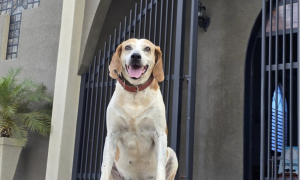 Johnny, il cane randagio diventato il &ldquo;chierichetto&rdquo; della parrocchia: conquista fedeli e social