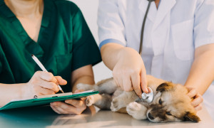 Bosa, soccorso immediato per gli animali feriti: il Comune attiva il servizio di emergenza