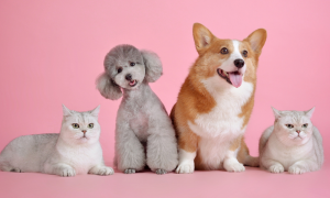 Vacanze con cani e gatti, il turismo pet friendly vale quasi 10 miliardi ma l&rsquo;Italia resta indietro