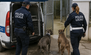 Pitbull che uccisero Ciop trasferiti in canile dalla Polizia locale