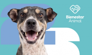 Argentina, a Salta nasce un album di figurine per i cani randagi in cerca di adozione