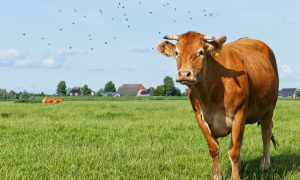 Dermatite bovina, estinti tutti i focolai nel Sarrabus