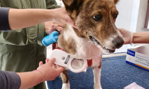 Asl Sassari, il 28 maggio appuntamento con la microchippatura gratuita dei cani