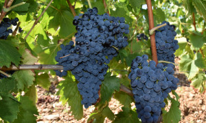 Trionfo sardo ai Grenaches du Monde 2026: il Cannonau fa il pieno di medaglie in Francia