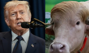 Il ciuffo &laquo;alla Trump&raquo; salva il bufalo albino: non sar&agrave; pi&ugrave; sacrificato per l&rsquo;Eid al-Adha