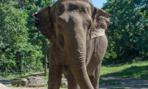 Addio a Happy, l&rsquo;elefantessa che insegn&ograve; al mondo l&rsquo;autocoscienza animale