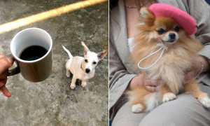 "Bon app&eacute;tit" a quattro zampe: a Parigi spopolano i caff&egrave; e le pasticcerie d'alta cucina per cani