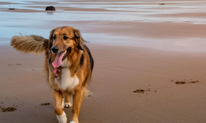 Cani in spiaggia, cresce la richiesta di lidi pet friendly: cosa sapere prima di partire