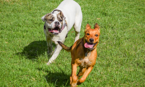 Estate e animali domestici: come proteggerli dal caldo