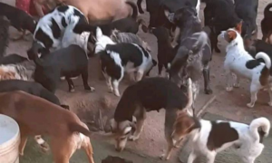 Dallo spavento alla rinascita: la nuova vita dei cani salvati dal canile lager di Santa Luria