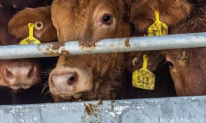&ldquo;Stop all&rsquo;esportazione di animali vivi&rdquo;: l&rsquo;appello di oltre 130 associazioni e esperti
