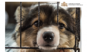 "Non abbandonare gli animali": il Comune di Sassari lancia una campagna per le adozioni responsabili