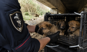Tre cuccioli abbandonati in una gabbia sotto un ponte: salvati dai carabinieri a Golfo Aranci