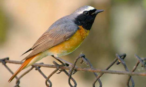 Belgio, si lavora per salvare gli animali dal caldo estremo