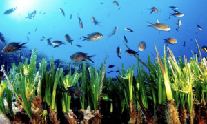 Sardegna, al via il piano per salvare la Posidonia: obiettivo recuperare 50 ettari entro il 2030