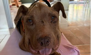 Addio a Palla, il cane simbolo della rinascita